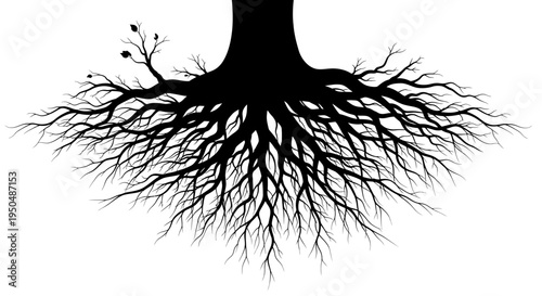 Silhouette of tree roots spreading outwards on white background