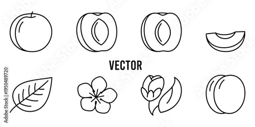 Vector illustrations of a peach and its parts