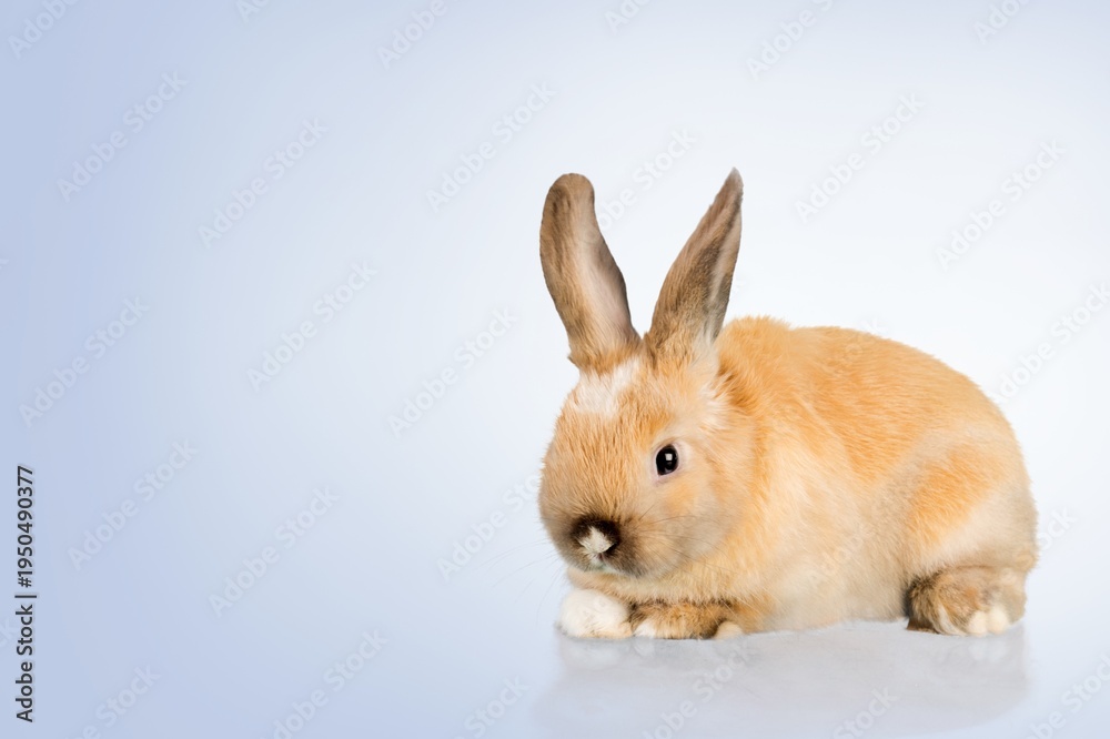 Fototapeta premium Baby bunnies brown on background. Easter background