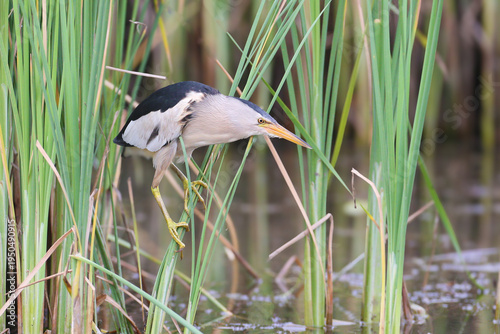 Adult male Little Bittern (Ixobrychus minutus) perched on a reed stem, showing its sleek black crown and back.