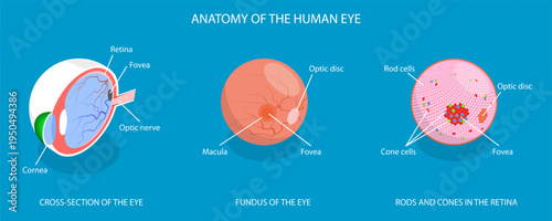 3D Isometric Flat Vector Illustration of Eye Anatomy, Retina Structure