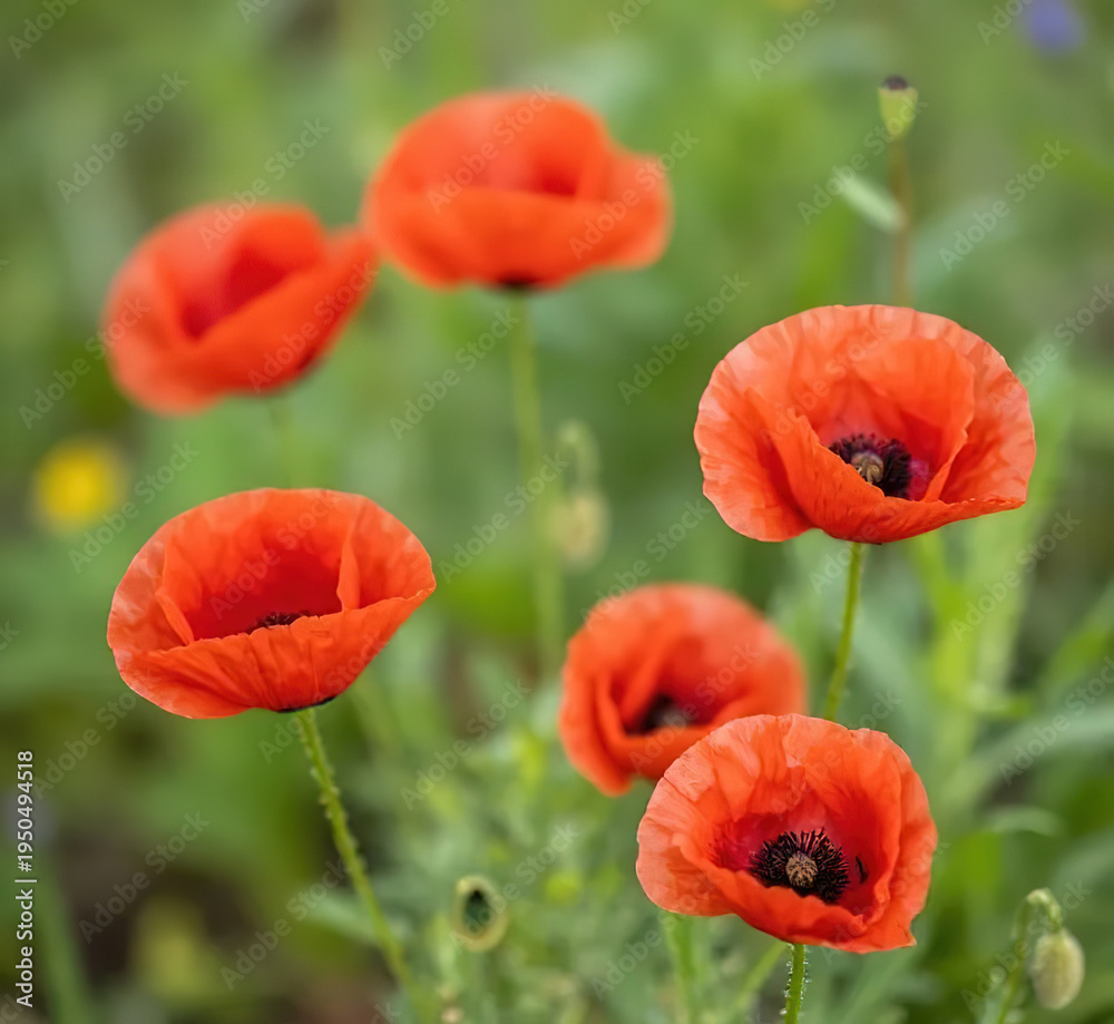 Obraz premium Red poppies (common poppy, corn poppy, corn rose, field poppy, Flanders poppy, red weed, coquelicot).