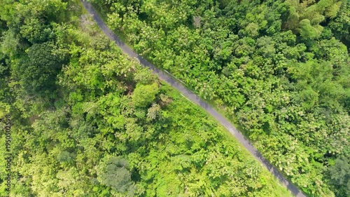 Smooth aerial nadir tracking shot over a winding asphalt road through dense green teak forest on Lawu slopes.