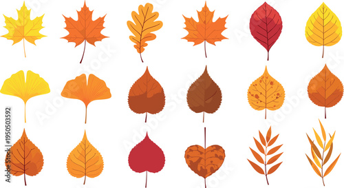 Autumn Fall Leaves Vector Set with Maple Oak Ginkgo and Birch Foliage Collection Colorful Seasonal Botanical Leaf Icons