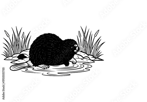 A black and white illustration of a beaver in water by reeds and rocks