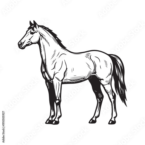 A horse's head and neck in a halter