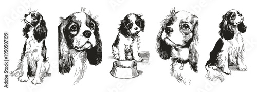 Cavalier King Charles Spaniel ink collection. Vector dog portraits and sitting poses with bowl. Illustrations for pet packaging and branding in crayon pencil drawing style.