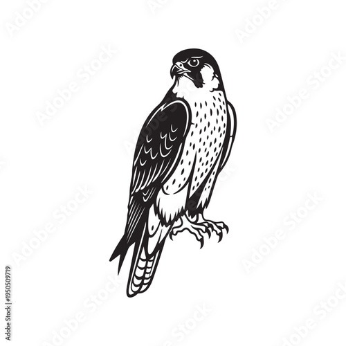 A close up of two birds of prey