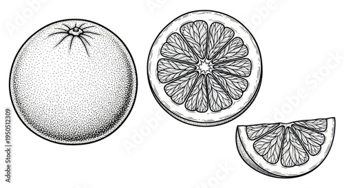 Hand-drawn illustration of a whole grapefruit, sliced in half, and a wedge