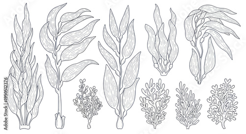 Kelp and Seaweed Collection, Hand-Drawn Botanical Illustration