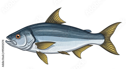 Silver Freshwater Fish Illustration, Aquatic Animal, Healthy Seafood Concept