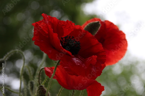 Bild auf Leinwand Artistic red poppy flower  with boche background
