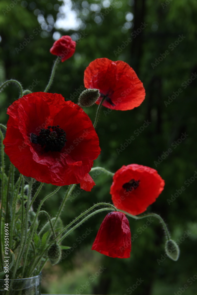 Obraz premium red poppy flower