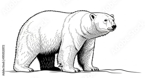 Detailed illustration of a majestic polar bear standing alert.