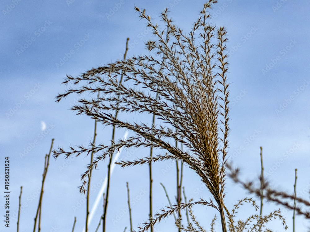 Fototapeta premium Miscanthus ornamental grass plumes catching sunlight against a clear blue sky with a crescent moon
