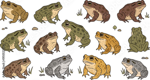 Cute toad and frog vector character sheet collection featuring various green and brown amphibians sitting in grass isolated on white background for wildlife nature and pond life design.