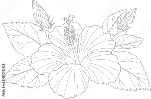 A beautiful black and white outline illustration of a blooming hibiscus flower with multiple leaves and two unopened buds, perfect for coloring books or botanical designs.