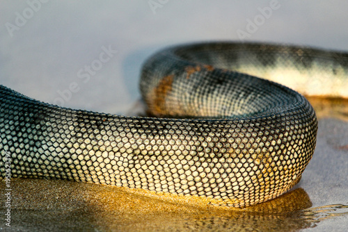Detailed Sea Snake Scales Skin Texture Macro Calangute Beach, Goa, India