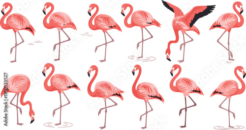 Pink flamingo vector character sheet featuring various poses including standing on one leg, walking, eating, and spreading wings isolated on white background for tropical summer design.
