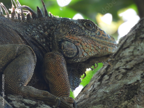 iguana on tree