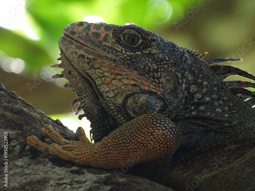 iguana on tree