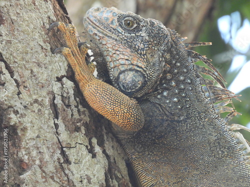 iguana on tree