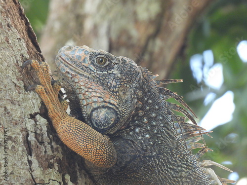 iguana on tree