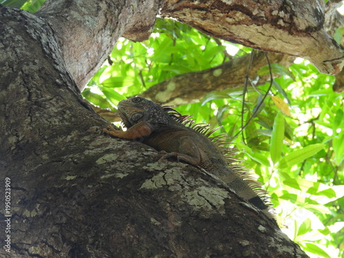 iguana on tree