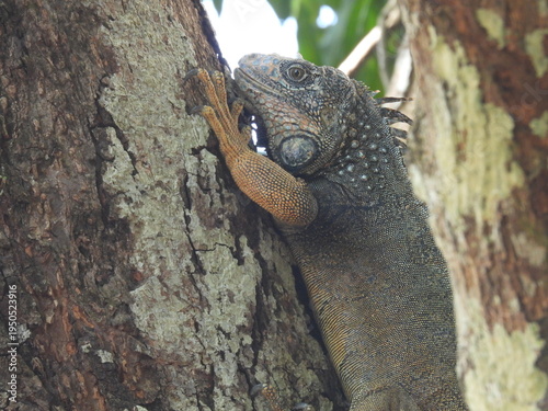 lizard on a tree
