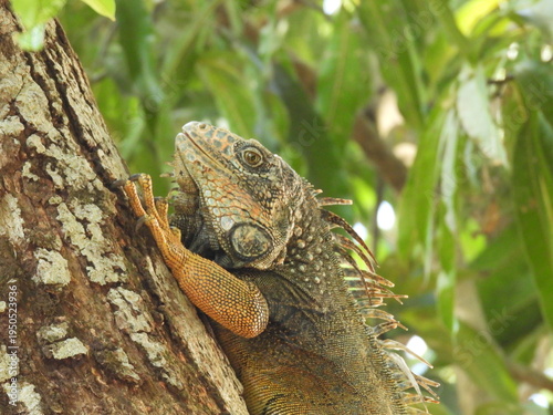 iguana on tree