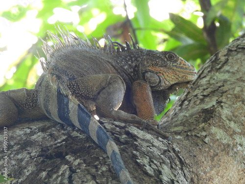 iguana on the tree