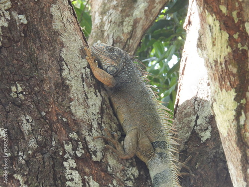 Iguana on a tree
