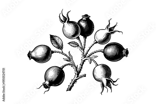 Detailed hand-drawn illustration of a rosehip branch with fruits and leaves in vintage etching style on white background, concept of botanical art