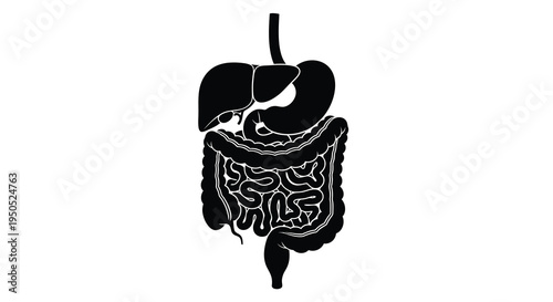 A detailed black silhouette illustration depicts the human digestive system showcasing the stomach intestines liver and associated organs