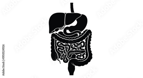 A stark black silhouette depicts the human digestive system including the liver stomach intestines and associated structures high quality