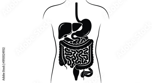 A simplified black and white illustration depicts the human digestive system showing the stomach intestines liver and other organs