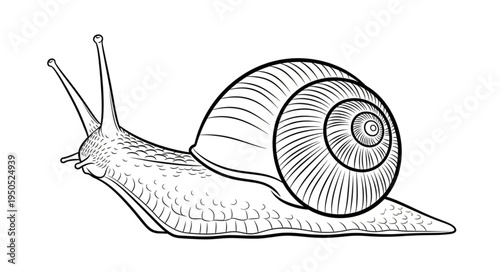 Detailed illustration of a snail with a spiral shell.