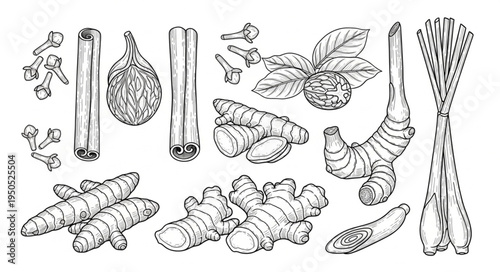 Detailed Botanical Illustration of Ginger, Cinnamon, and Other Spices.