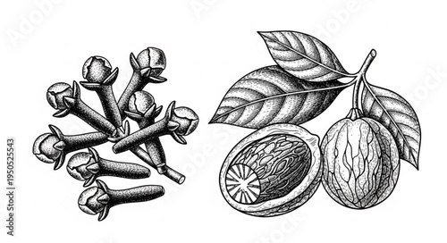 Detailed botanical illustration of cloves and nutmeg, showcasing their unique textures and forms.