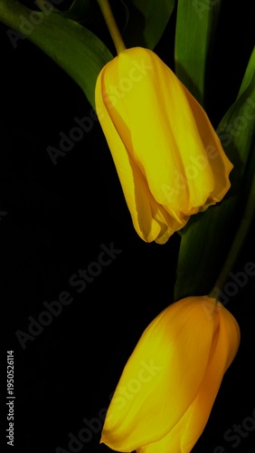 Yellow Tulips on Dark Background Elegant Spring Flower Close Up