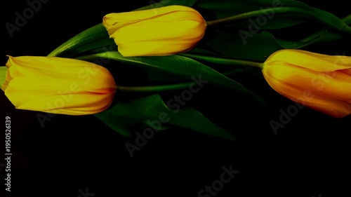 Yellow Tulips on Dark Background Elegant Spring Flower Close Up