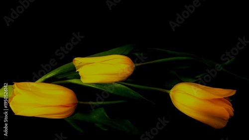Yellow Tulips on Dark Background Elegant Spring Flower Close Up