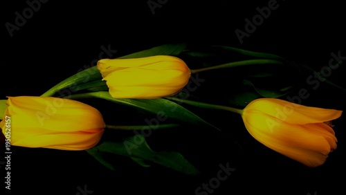 Yellow Tulips on Dark Background Elegant Spring Flower Close Up