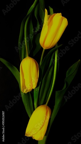 Yellow Tulips on Dark Background Elegant Spring Flower Close Up