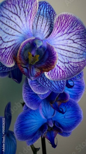 Blue Phalaenopsis Orchid Flower Elegant Exotic Tropical Bloom Close Up