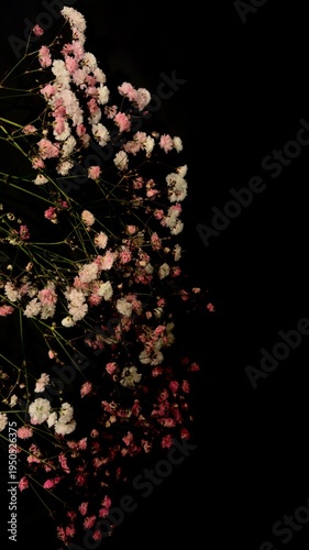 Gypsophila Baby Breath Flowers on Black Background Delicate Floral Arrangement