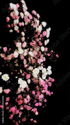 Gypsophila Baby Breath Flowers on Black Background Delicate Floral Arrangement