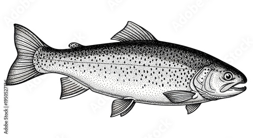Detailed Ink Drawing of a Rainbow Trout Fish, Isolated on White
