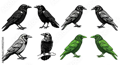 Group of Ravens and Crows in Black and Green, Isolated on White Background