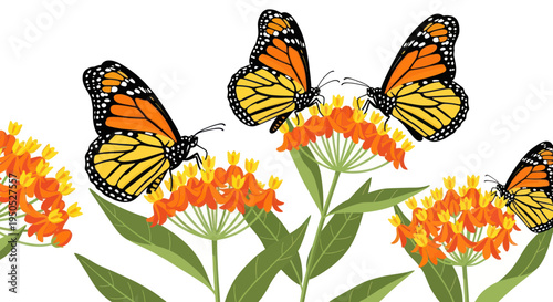 Monarch butterflies feeding on vibrant orange milkweed flowers in nature